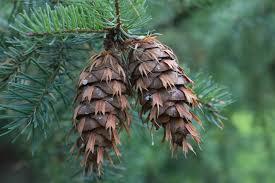 Attēlu rezultāti vaicājumam “Pseudotsuga menziesii fruit”