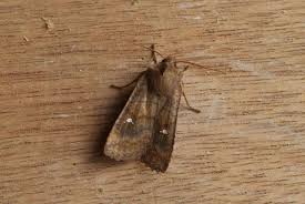 Attēlu rezultāti vaicājumam “Eupsilia transversa”