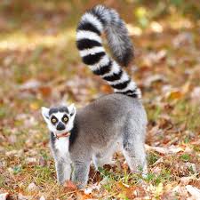 lemur ile ilgili görsel sonucu