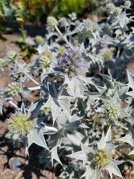 Attēlu rezultāti vaicājumam “Eryngium maritimum”