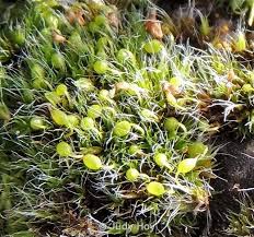Attēlu rezultāti vaicājumam “Grimmia pulvinata sporophyte”