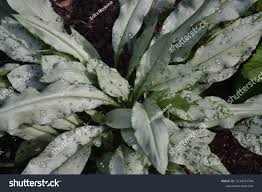 Attēlu rezultāti vaicājumam “Pulmonaria angustifolia leaf”
