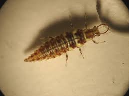 Attēlu rezultāti vaicājumam “Chrysopidae larva”