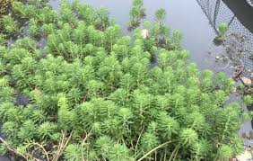 「粉綠狐尾藻」的圖片搜尋結果