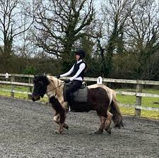 Image result for South Weylands Equestrian