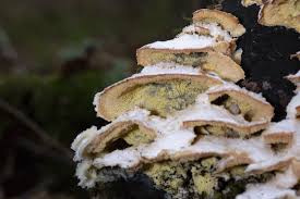 Attēlu rezultāti vaicājumam “Phlebia tremellosa”