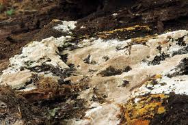 Attēlu rezultāti vaicājumam “Elmerina caryae”