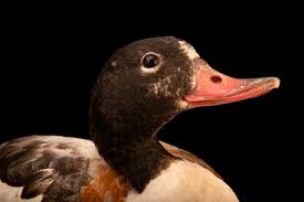 Attēlu rezultāti vaicājumam “Tadorna tadorna juvenile”