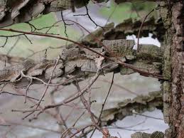 Attēlu rezultāti vaicājumam “Ulmus minor f. suberosa”