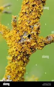 Attēlu rezultāti vaicājumam “Xanthoria parietina”
