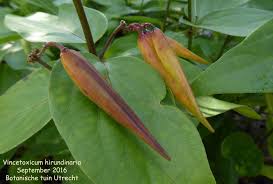 Attēlu rezultāti vaicājumam “Vincetoxicum hirundinaria leaf”