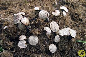 Attēlu rezultāti vaicājumam “Poronia punctata”