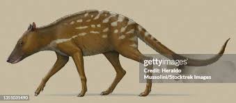 Attēlu rezultāti vaicājumam “Artiodactyla”