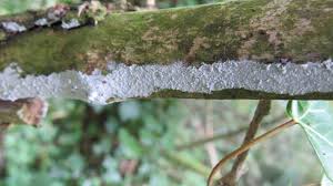 Image result for Podoscypha multizonata