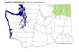 Image result for Seiurus noveboracensis