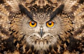 Attēlu rezultāti vaicājumam “Bubo bubo”