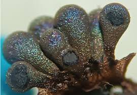 Attēlu rezultāti vaicājumam “Perichaena sp.”