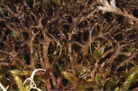 Attēlu rezultāti vaicājumam “Cetraria aculeata”