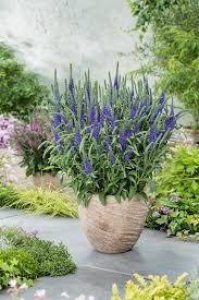 Attēlu rezultāti vaicājumam “Veronica spicata”