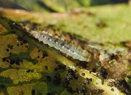 Attēlu rezultāti vaicājumam “Gracillaria syringella larva”