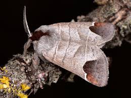 Attēlu rezultāti vaicājumam “Clostera curtula”