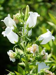 Image result for Campanula medium