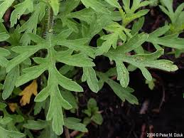 Attēlu rezultāti vaicājumam “Ambrosia artemisiifolia leaf”