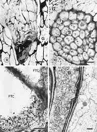 Attēlu rezultāti vaicājumam “Acaulon muticum sporophyte”