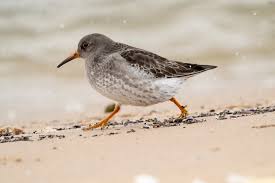Attēlu rezultāti vaicājumam “Calidris maritima”