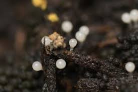 Attēlu rezultāti vaicājumam “Hemitrichia sordivesiculosa”