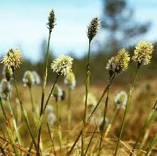 Attēlu rezultāti vaicājumam “Eriophorum latifolium flower”