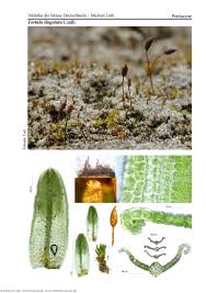 Attēlu rezultāti vaicājumam “Tortula lingulata macro”