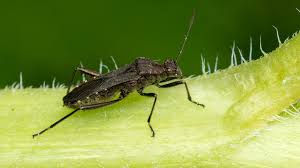 Attēlu rezultāti vaicājumam “Alydus calcaratus imago”