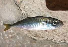 Image result for Trachurus mediterraneus