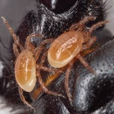Attēlu rezultāti vaicājumam “Poecilochirus sp.”