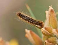 Attēlu rezultāti vaicājumam “Euthrix potatoria larva”