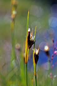 Attēlu rezultāti vaicājumam “Schoenus ferrugineus bud”