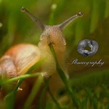 Attēlu rezultāti vaicājumam “Krynickillus melanocephalus”