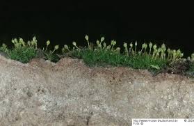 Attēlu rezultāti vaicājumam “Seligeria pusilla”