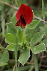 Image result for Lotus tetragonolobus