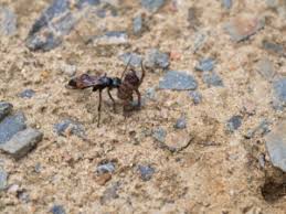 Attēlu rezultāti vaicājumam “Anoplius viaticus”