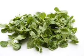 Image result for Feldsalat