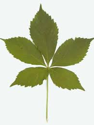 Attēlu rezultāti vaicājumam “Parthenocissus quinquefolia leaf”