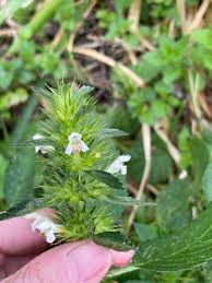 Attēlu rezultāti vaicājumam “Galeopsis tetrahit leaf”