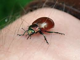 Attēlu rezultāti vaicājumam “Chrysolina staphylaea”