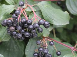Attēlu rezultāti vaicājumam “Cornus sanguinea fruit”