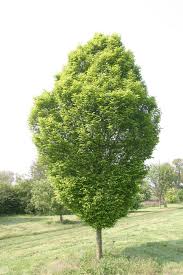 Attēlu rezultāti vaicājumam “Carpinus betulus”