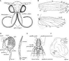 Attēlu rezultāti vaicājumam “Yponomeuta malinellus / cagnagella”