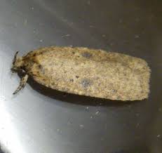 Attēlu rezultāti vaicājumam “Agonopterix ciliella”
