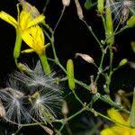 Attēlu rezultāti vaicājumam “Mycelis muralis bud”